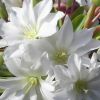 Lewisiopsis Tweedyi Alba